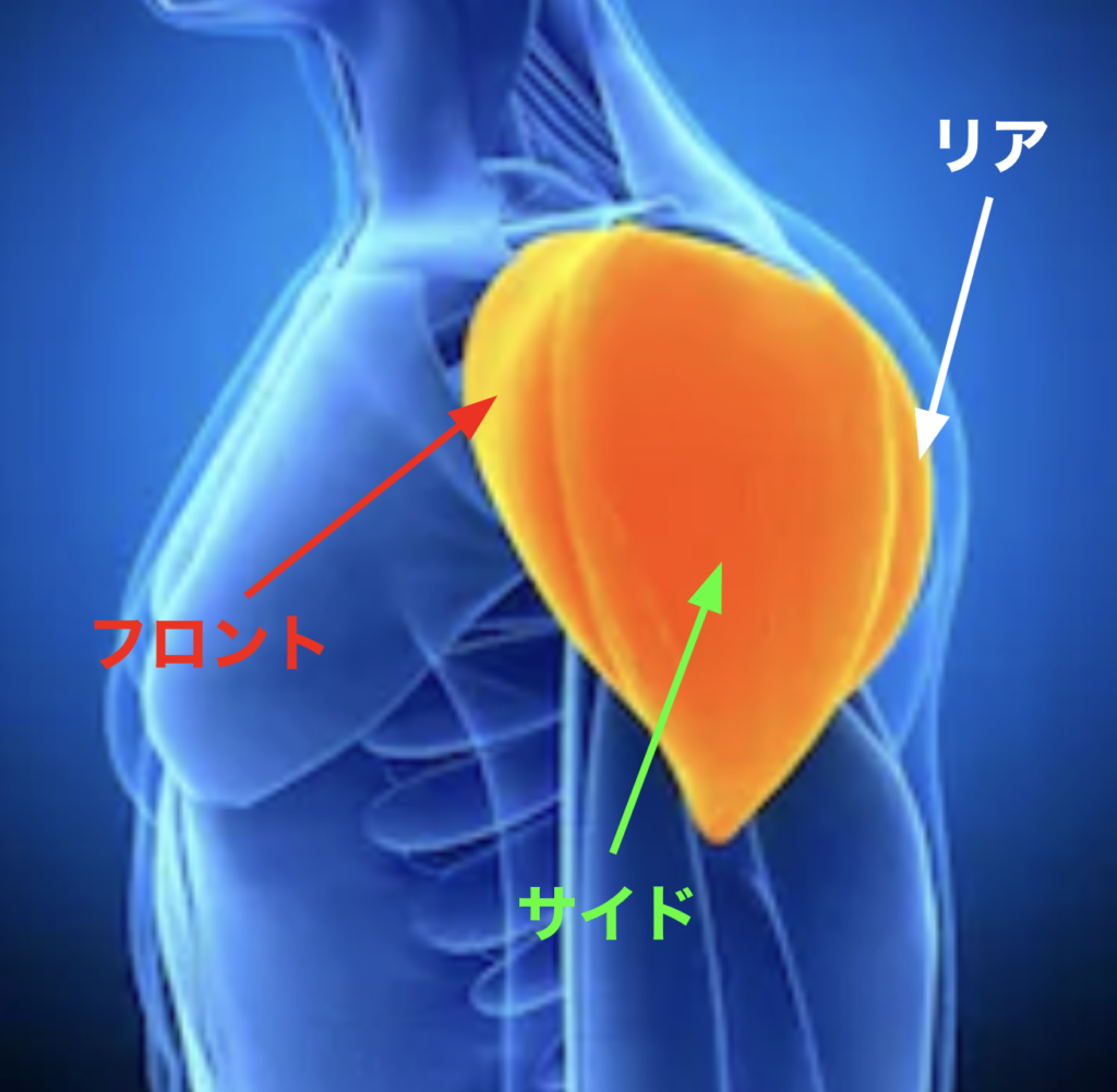 肩の筋肉はフロント、サイド、リアの3つに分けられる